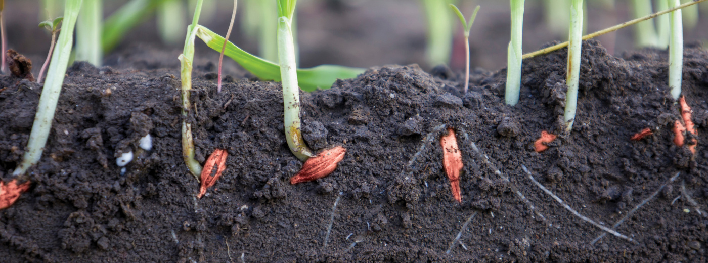 https://9252743.fs1.hubspotusercontent-na1.net/hubfs/9252743/Treated-Seeds_1400x520-2.jpg